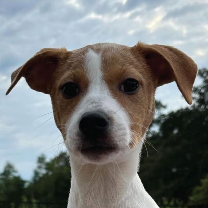 adoptable Dog in Canton, CT named Polly