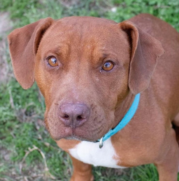 adoptable Dog in Canton, CT named Red