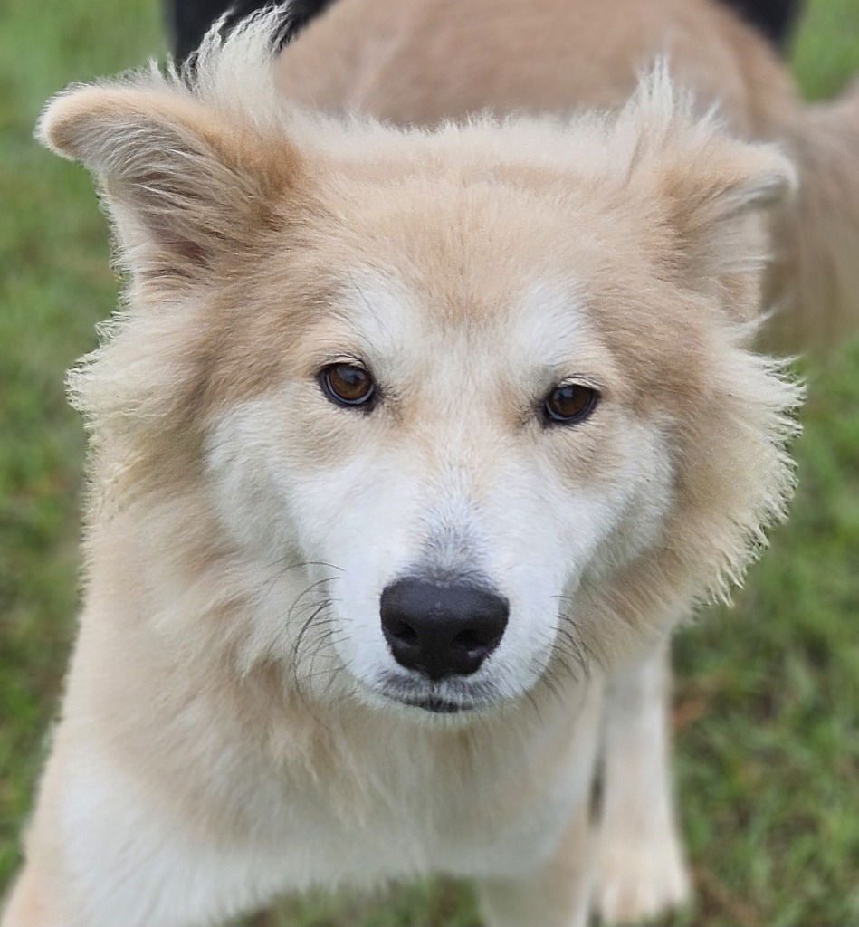 adoptable Dog in Canton, CT named Reggie