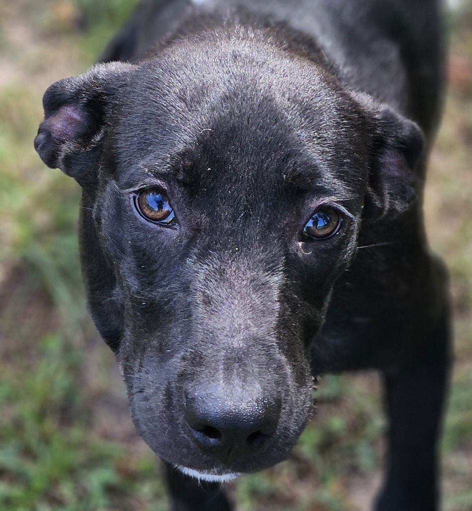 adoptable Dog in Canton, CT named Shirley