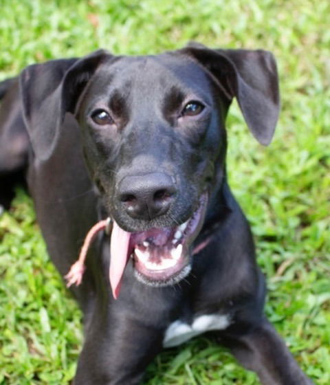 adoptable Dog in Canton, CT named Shirley2