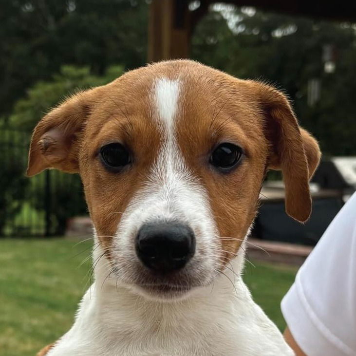 adoptable Dog in Canton, CT named Wendy