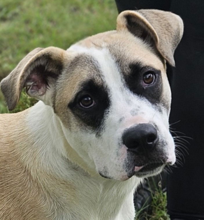 adoptable Dog in Canton, CT named Yeti