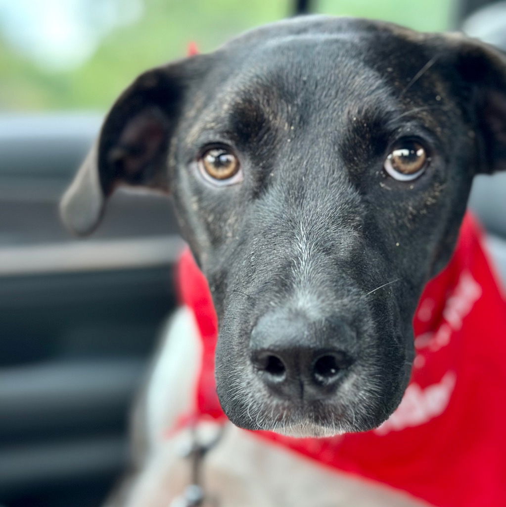 adoptable Dog in Canton, CT named Buhle