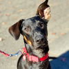 adoptable Dog in canton, CT named Pancake