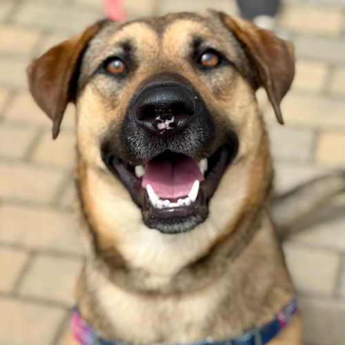 picture of the dog needing adoption