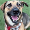 adoptable Dog in canton, CT named Ruby