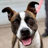 adoptable Dog in canton, CT named Harley