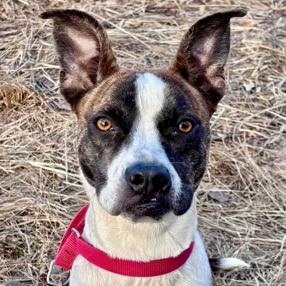 adoptable Dog in Canton, CT named Harley