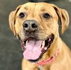 adoptable Dog in , CT named Cruise