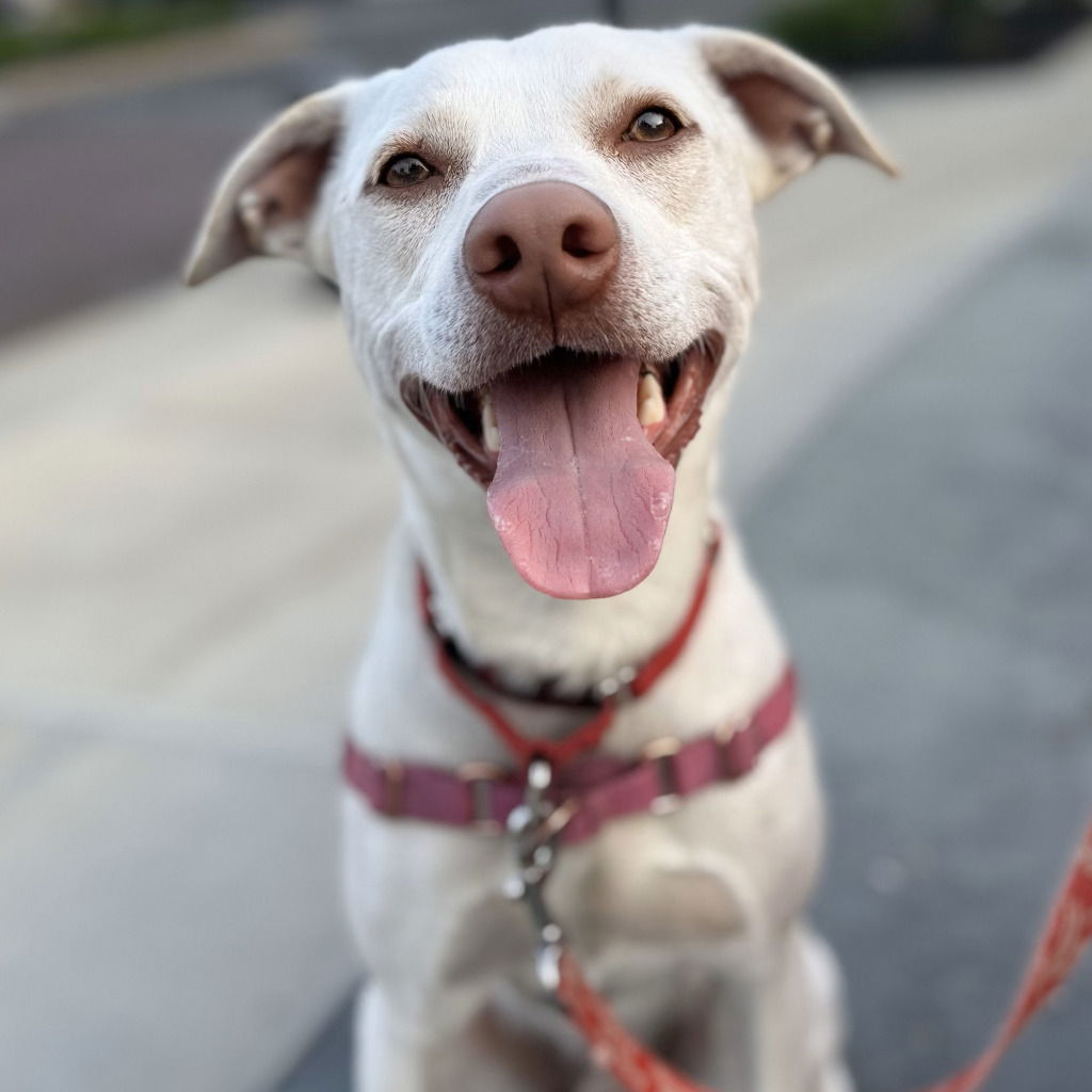 adoptable Dog in Canton, CT named Joey