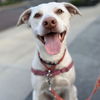adoptable Dog in  named Joey