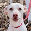 adoptable Dog in , CT named Joey