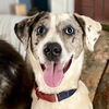 adoptable Dog in canton, CT named Hannah