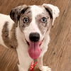 adoptable Dog in  named Hannah