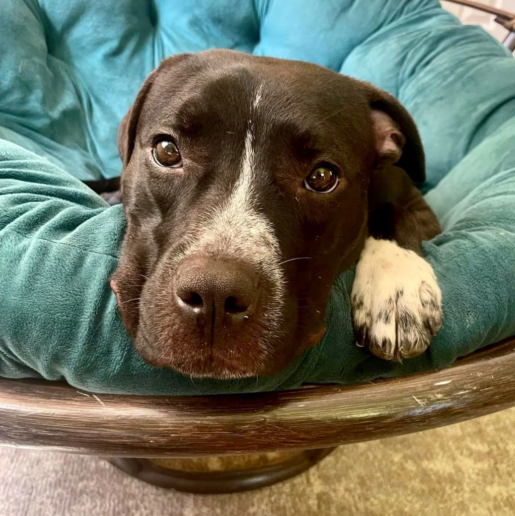 adoptable Dog in Canton, CT named Caprice