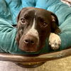adoptable Dog in , CT named Caprice