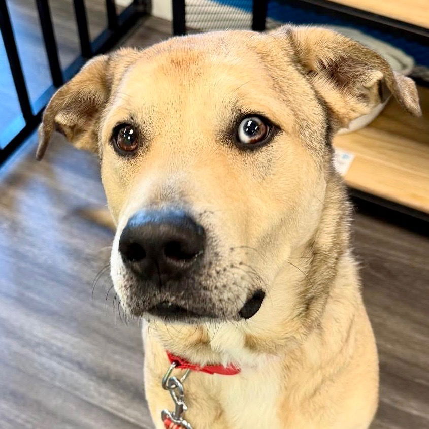 adoptable Dog in Canton, CT named Cash