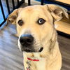 adoptable Dog in , CT named Cash