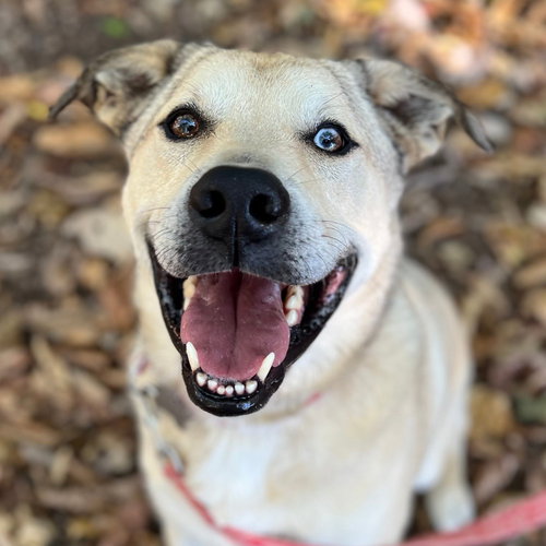 picture of the dog needing adoption