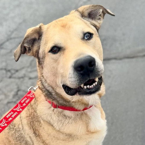 picture of the dog needing adoption
