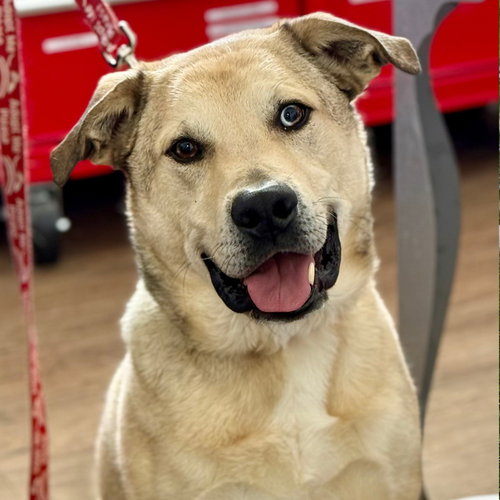 CASH - Anatolian Shepherd / Terrier available for adoption