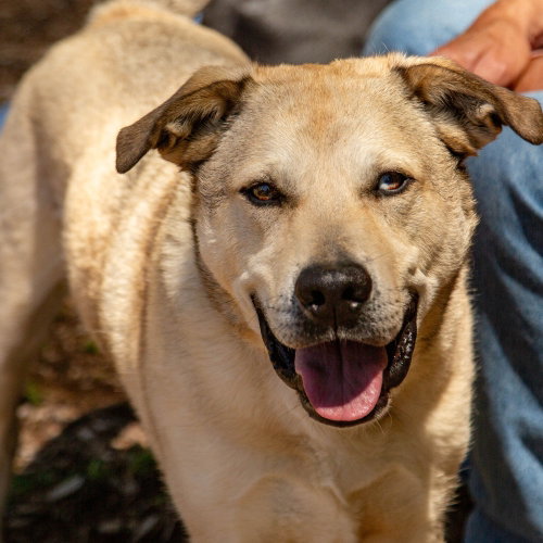 Cash, an adoptable Anatolian Shepherd in Canton, CT