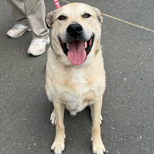 CASH - Anatolian Shepherd / Terrier available for adoption