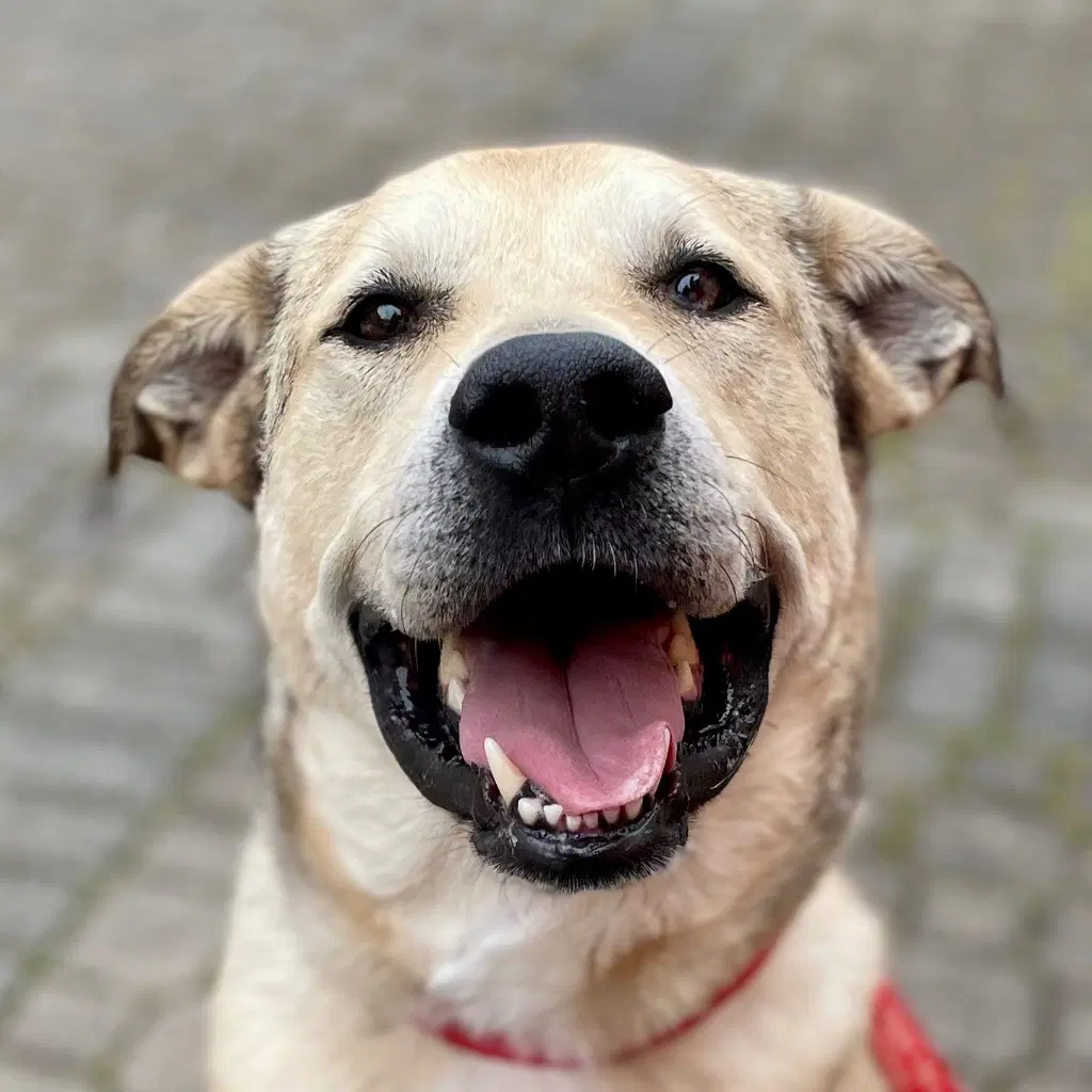 Cash - Anatolian Shepherd
