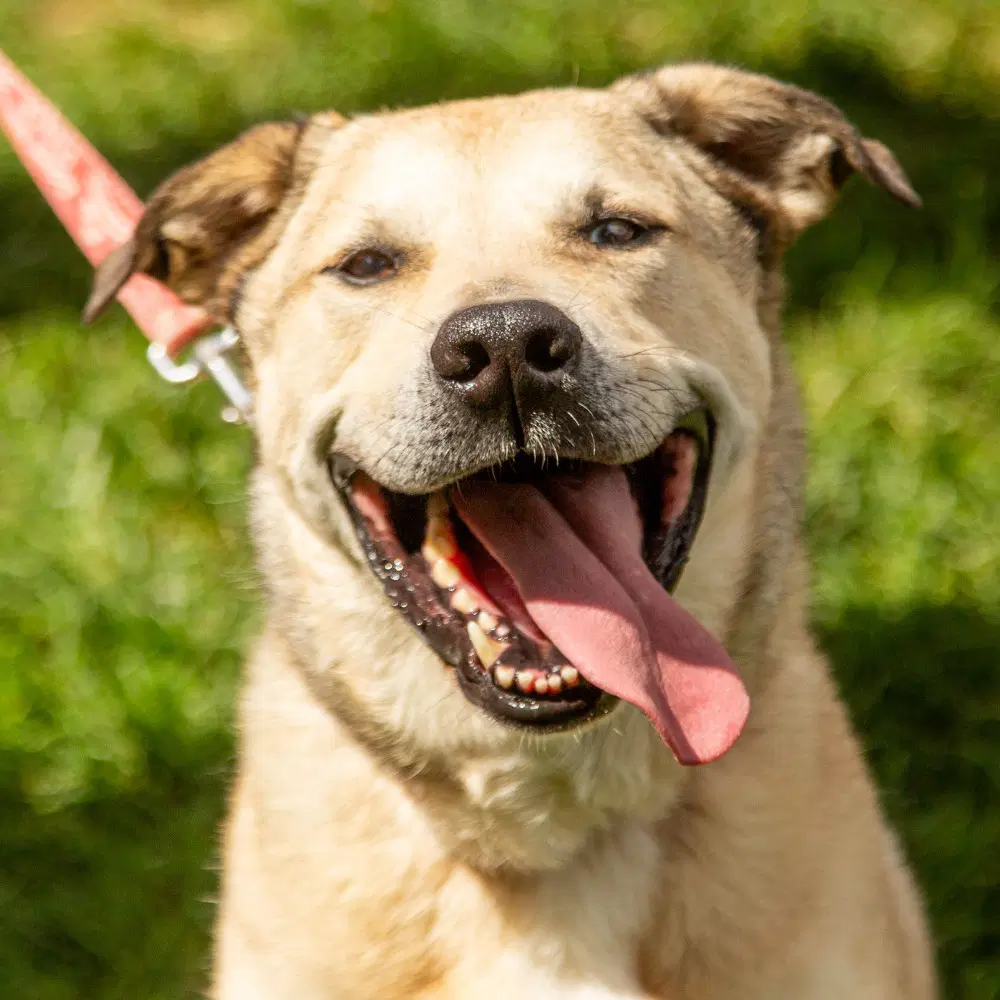 Cash - Anatolian Shepherd