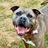 adoptable Dog in  named Loui
