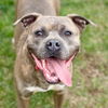 adoptable Dog in canton, CT named Loui