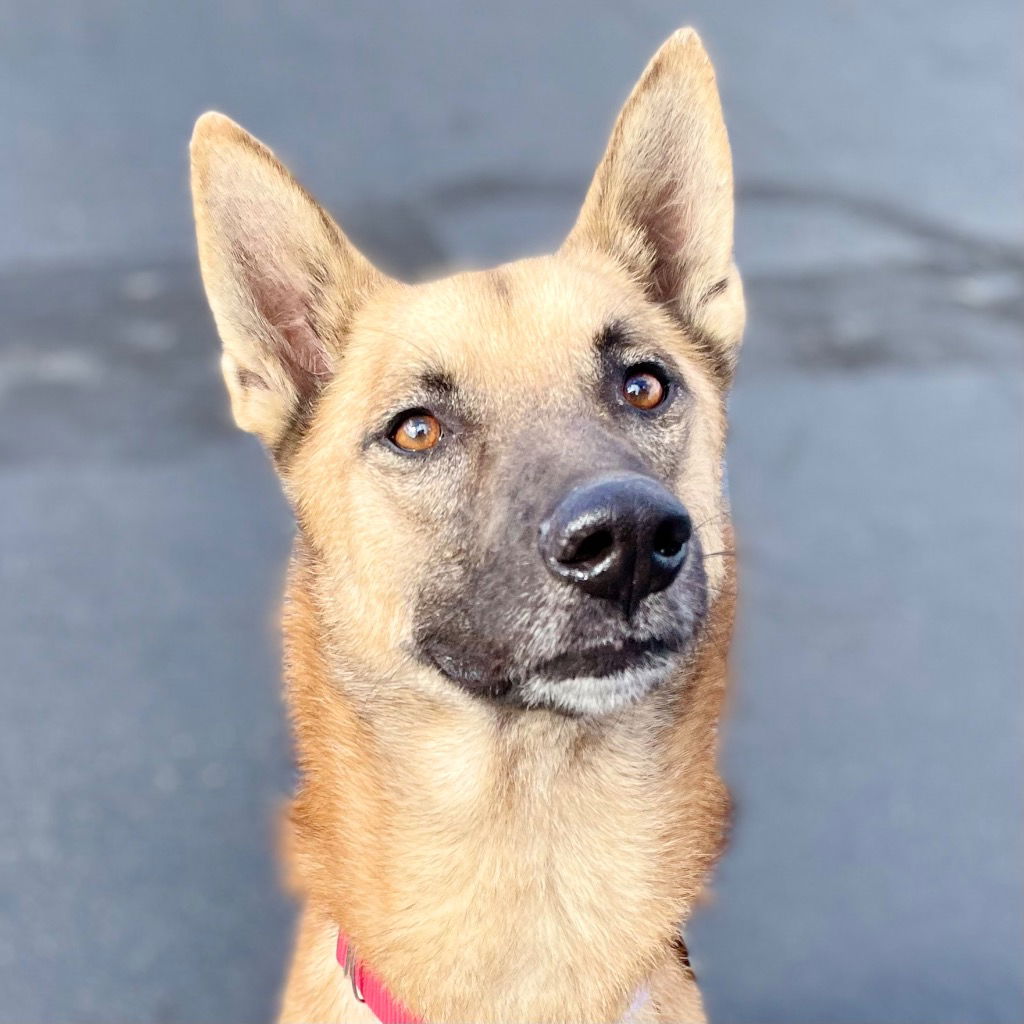 adoptable Dog in Canton, CT named Moose