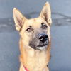 adoptable Dog in  named Moose