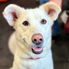 adoptable Dog in canton, CT named Luna