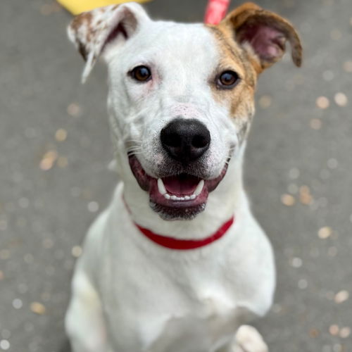 picture of the dog needing adoption