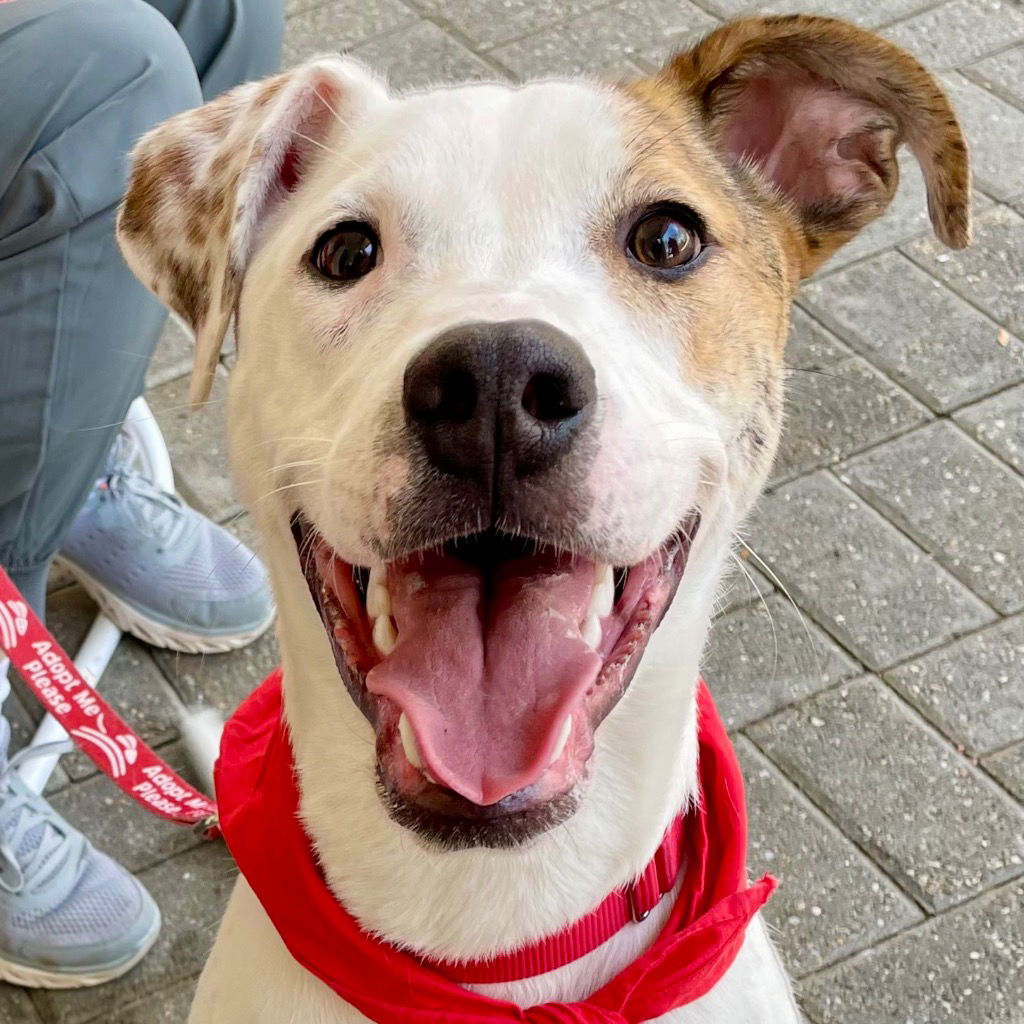 adoptable Dog in Canton, CT named Movado