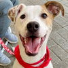 adoptable Dog in  named Movado