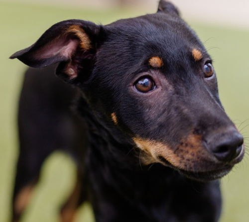picture of the dog needing adoption