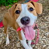 adoptable Dog in canton, CT named Kelly