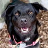 adoptable Dog in  named Midnight