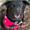 adoptable Dog in , CT named Midnight
