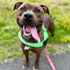 adoptable Dog in  named Simon