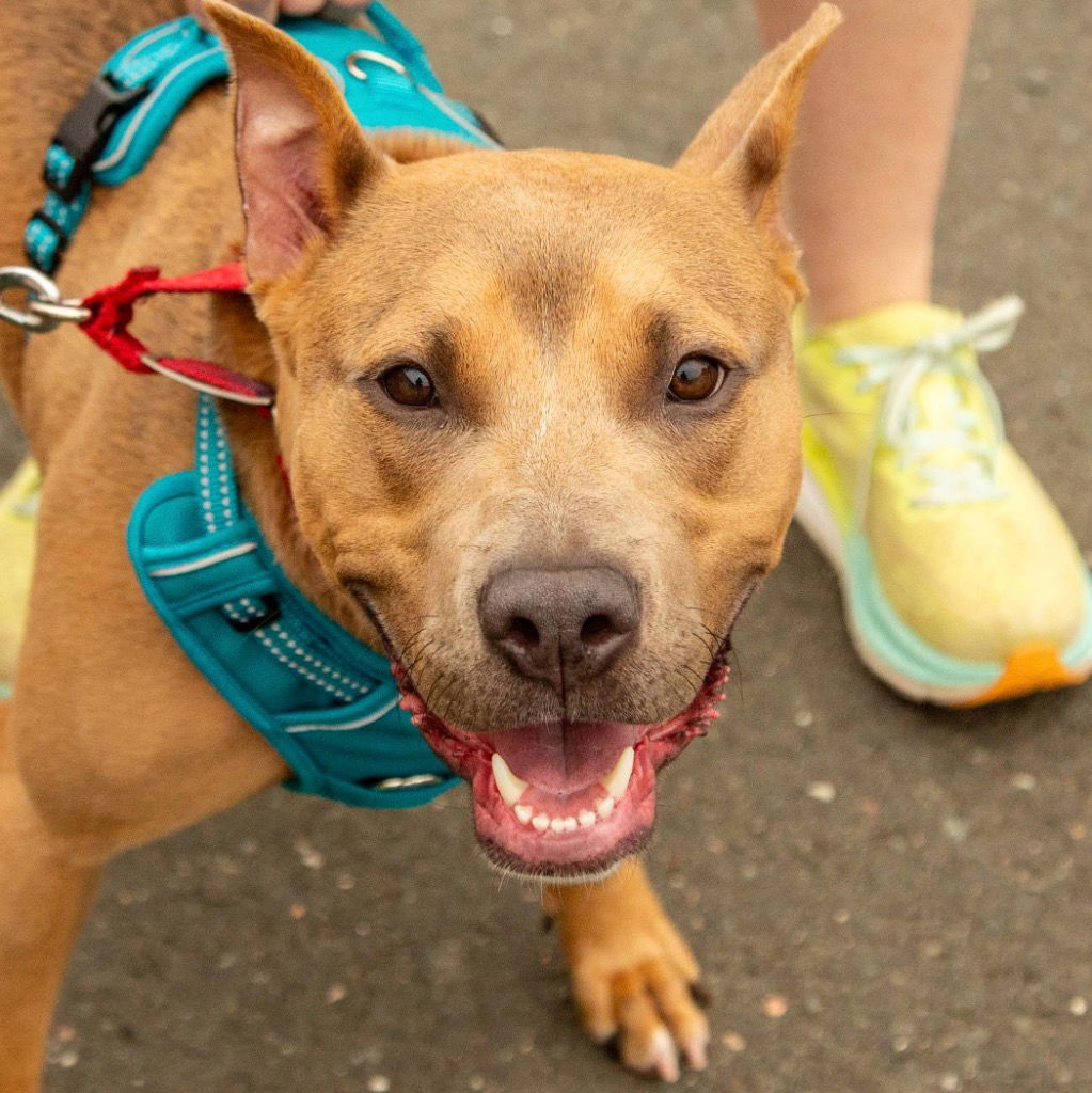 adoptable Dog in Canton, CT named Lady