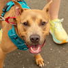 adoptable Dog in canton, CT named Lady