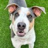 adoptable Dog in canton, CT named Skippy