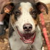 adoptable Dog in  named Skippy