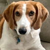 adoptable Dog in canton, CT named Sadie