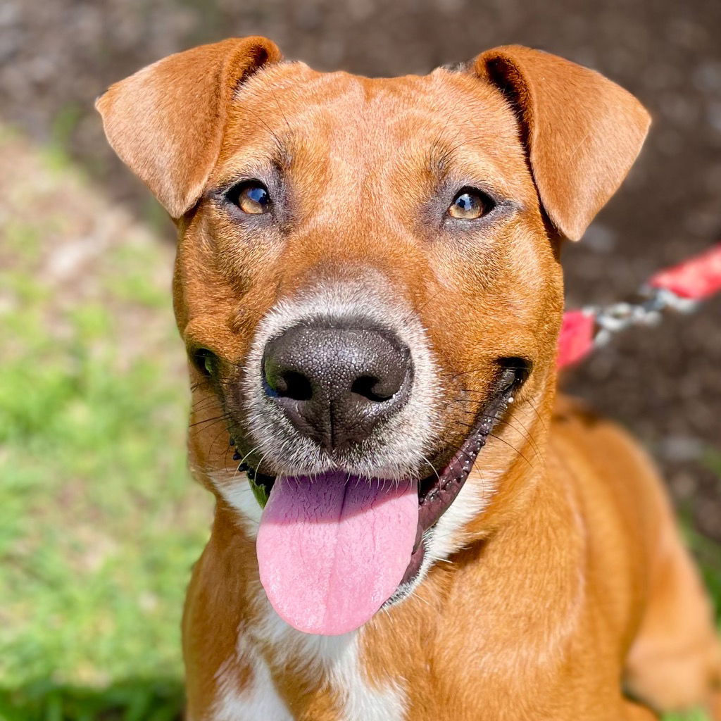 adoptable Dog in Canton, CT named Diamond