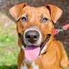 adoptable Dog in canton, CT named Diamond